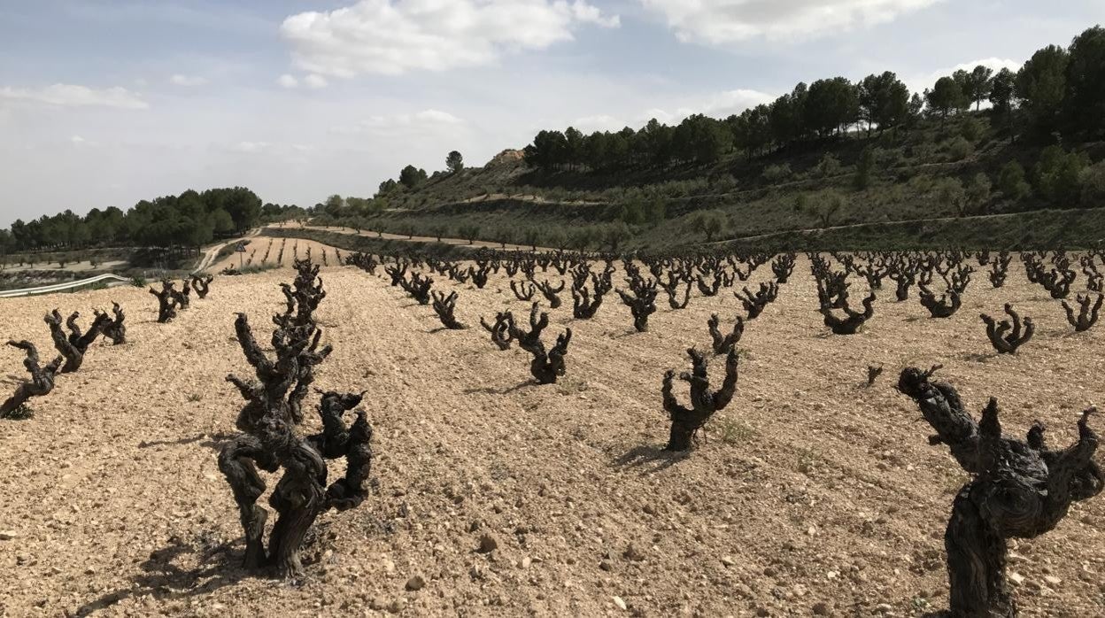 Los viñedos ecológicos más viejos de Castilla-La Mancha donde nace el mejor vino de España