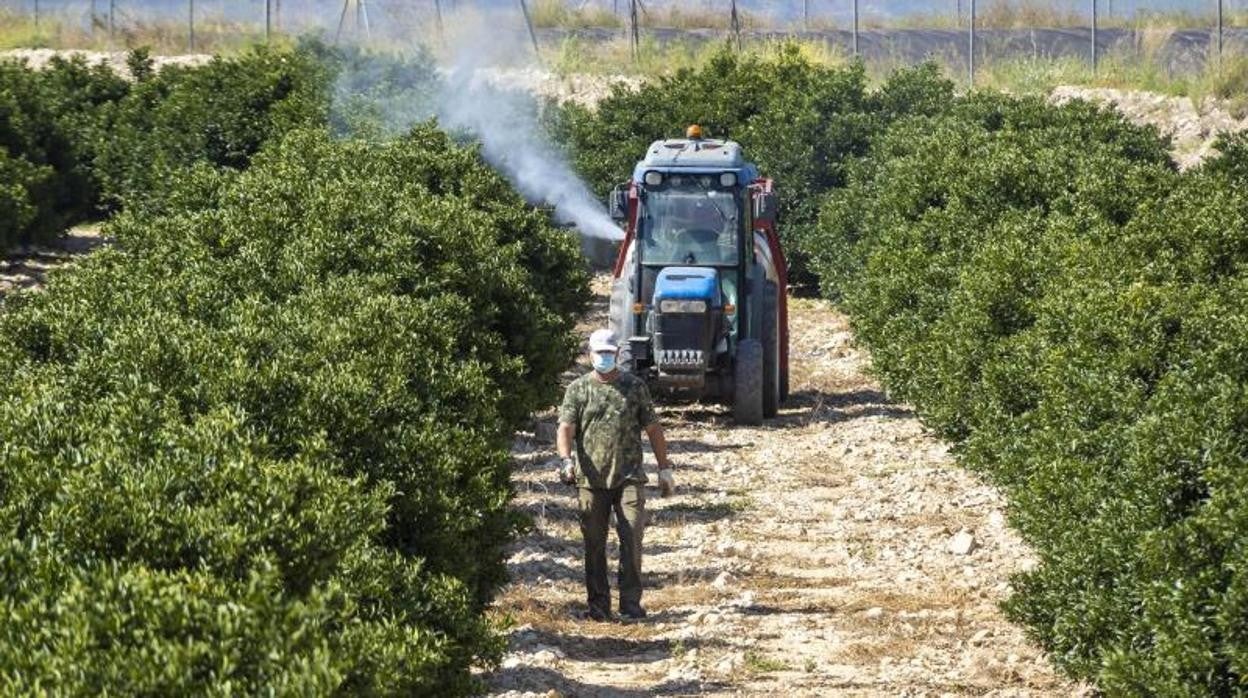 Trabajos en un campo de cítricos en La Murada (Orihuela) regado con aguas del trasvase Tajo-Segura