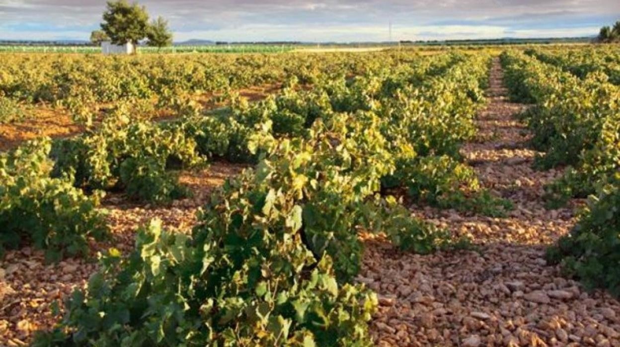 Más de tres millones de reestructuración de viñedo llegarán este viernes a 372 viticultores en Castilla-La Mancha