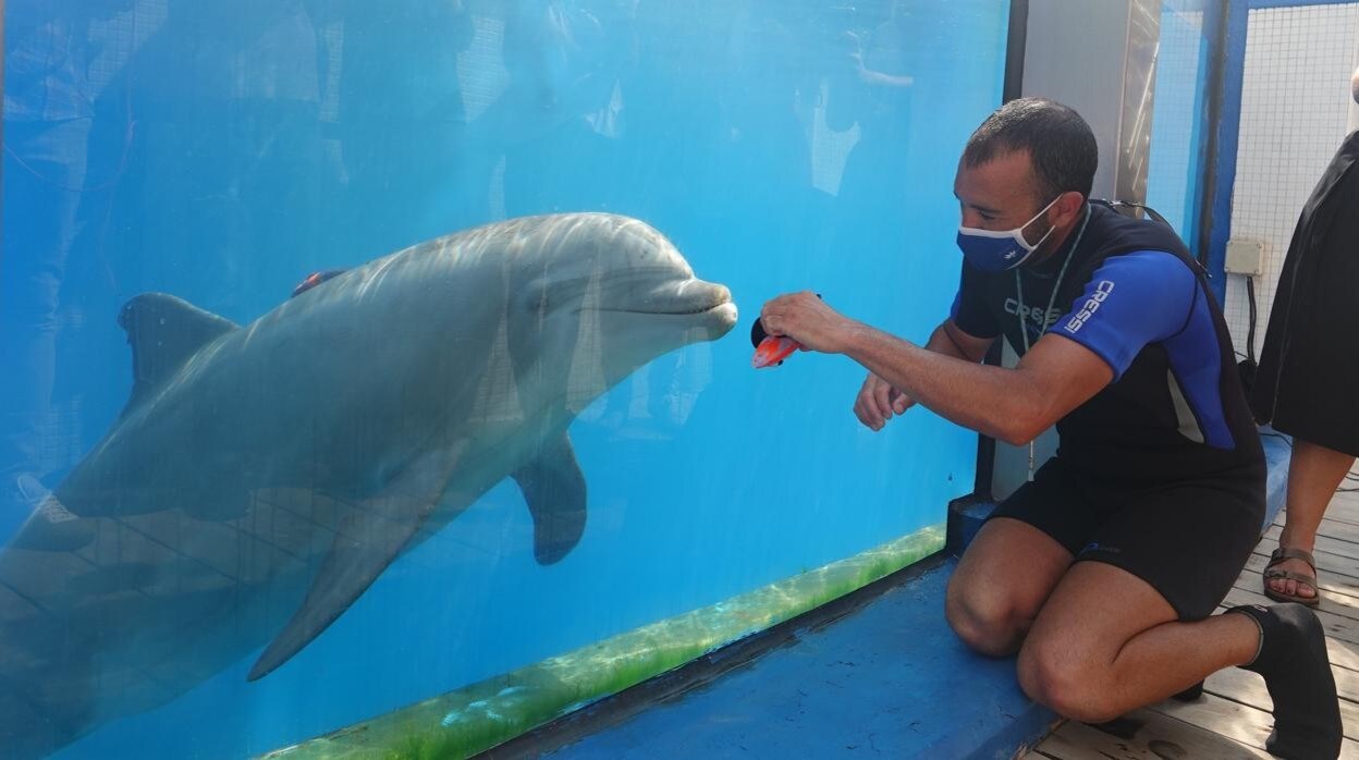 El Oceanogràfic de Valencia presenta su oferta verano con una nueva exhibición de delfines