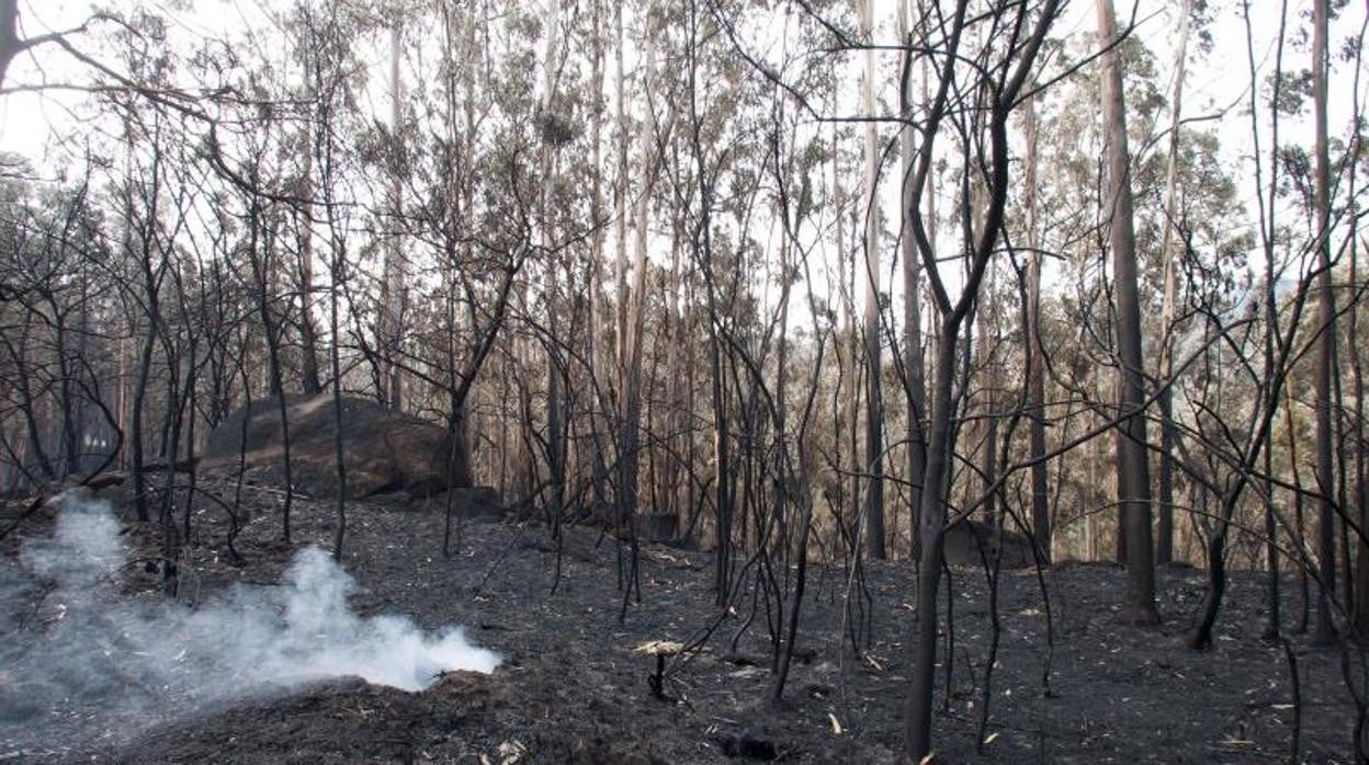 Restos del incendio de 2017 en Chandebrito, Vigo