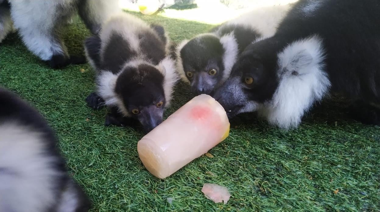 Tres lemures comen un helado en Mundomar (Benidorm)