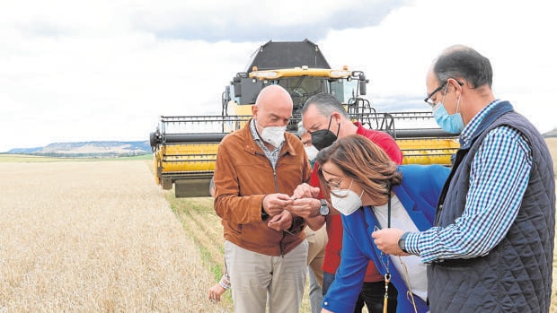 La cosecha del «granero de España» llegará a las 7 millones de toneladas