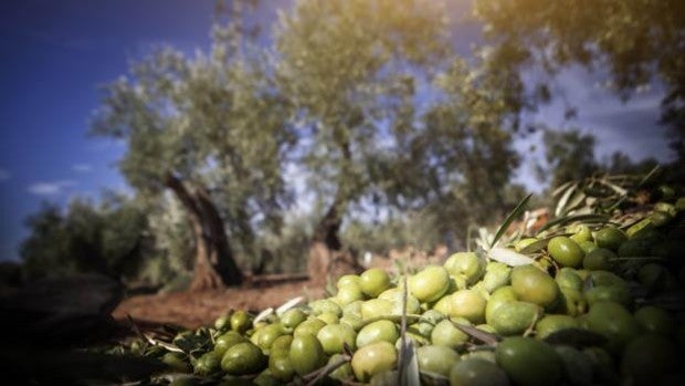 La procedencia del aceite de oliva de Mercadona premiado como uno de los mejores del mundo