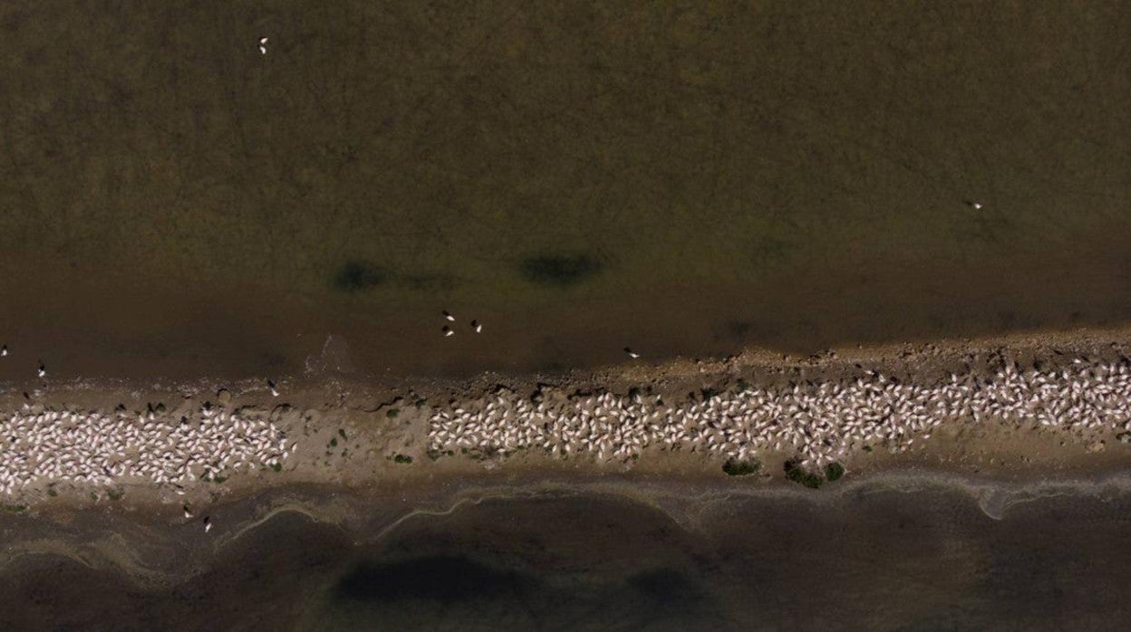 Colonia de flamenco rosado en un dique del Delta, este año