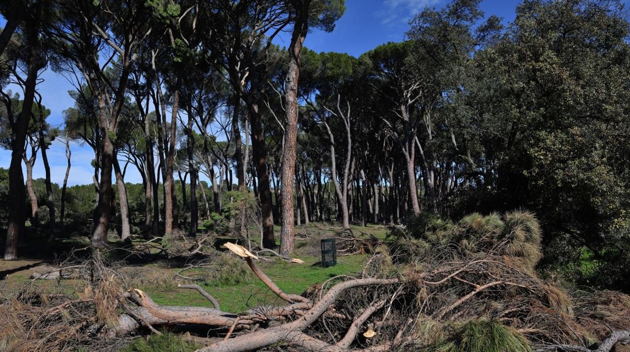 Ramas caídas en la Casa de Campo, una de las zonas forestales más dañadas por la nevada histórica