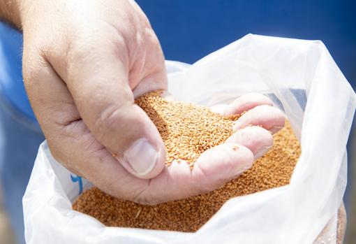 Del grano al tallo, toda la camelina es aprovechable