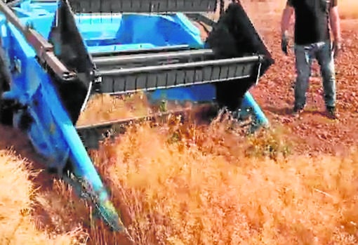 Técnicos del Imidra durante la recolección de la camelina, a principios de julio