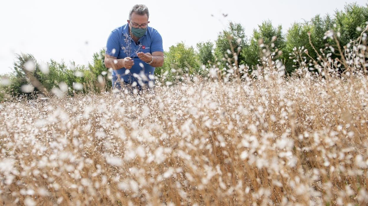 El investigador Pedro Mauri, entre la camelina plantada en la finca El Encín, en Alcalá de Henares