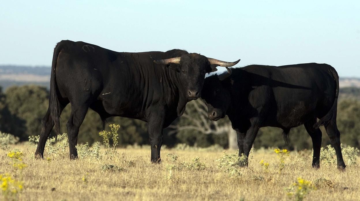 Finca de toros en la provincia de Salamanca, en una imagen de archivo