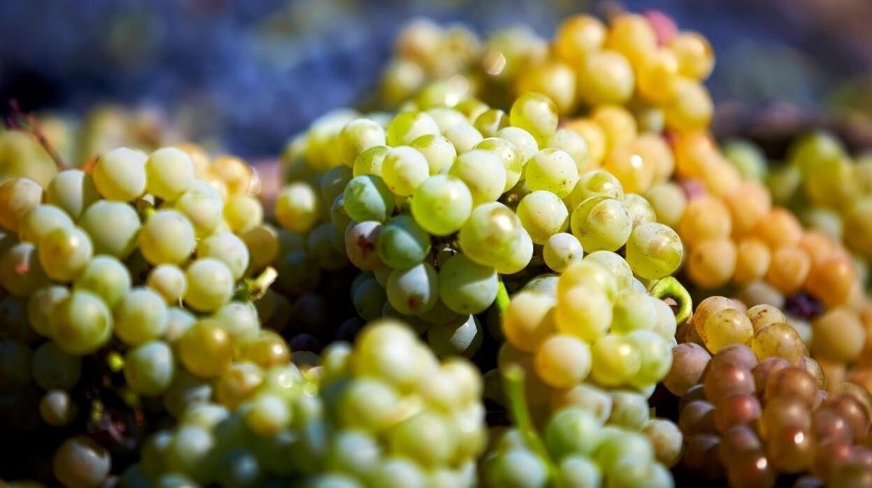 La organización agraria considera que la calidad de la uva en la DO Valdepeñas se mantiene