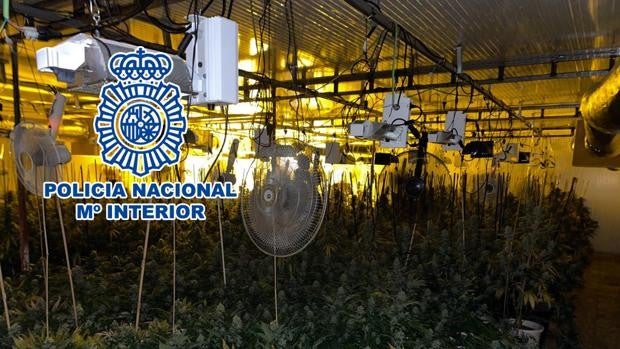 Desmantelan un cultivo de 770 plantas de marihuana en una nave de Elche y detienen a tres personas