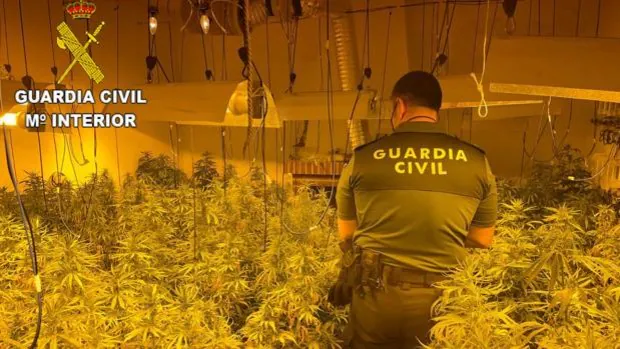 Desmantelan una nueva plantación de marihuana en San Martín de Pusa y detienen a un joven de 24 años
