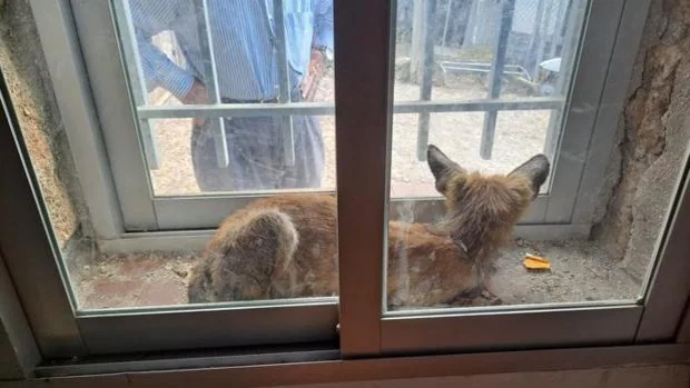 Rescatado un zorro tras quedar atrapado en una ventana de un inmueble de Hoyo de Manzanares