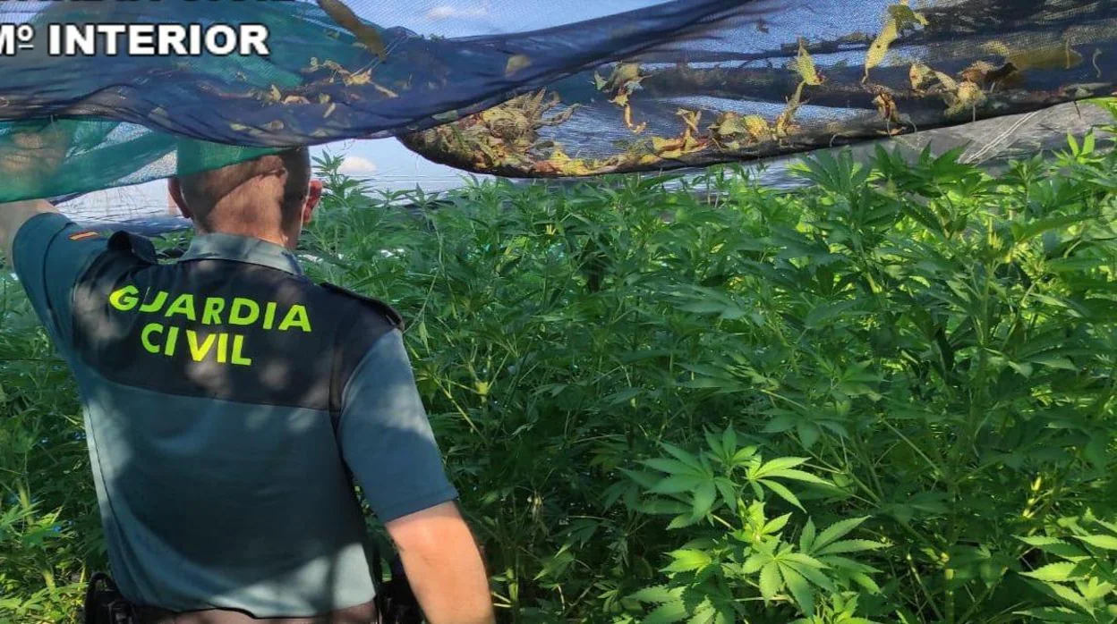 Los agentes sorprendieron a los detenidos haciendo labores de mantenimiento de la marihuana