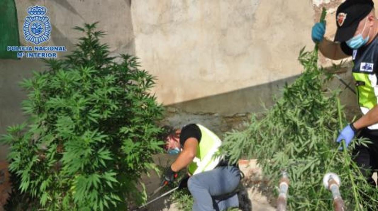 Detenido un clan familiar dedicado al cultivo de marihuana en Puertollano