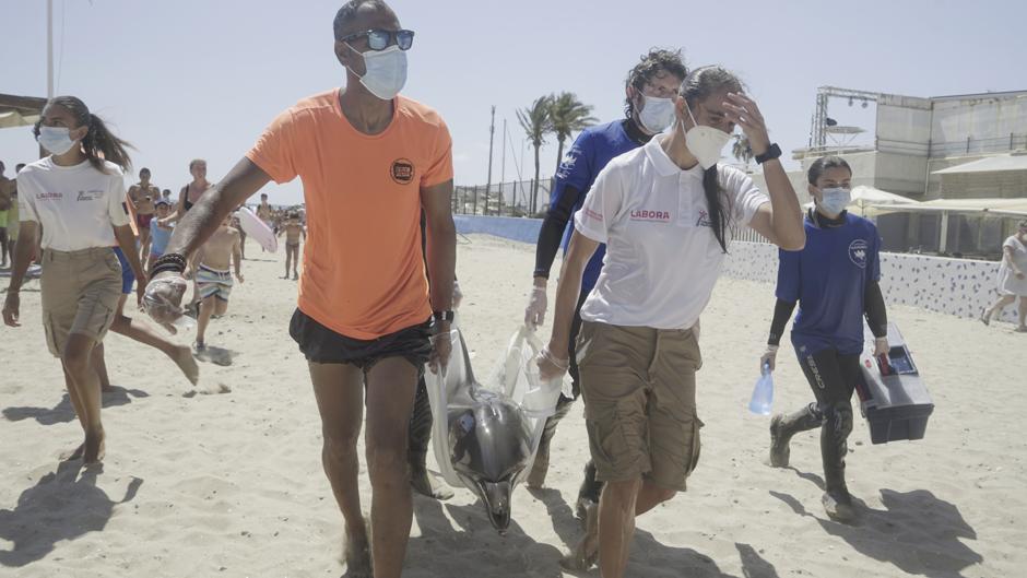 Asisten a un delfín con una enfermedad infecciosa varado en la playa de La Pobla de Farnals