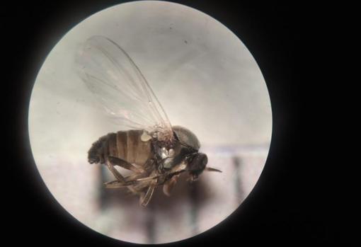 Mosca negra, un insecto acuático de medio centímeto capaz de poner medio millar de huevos