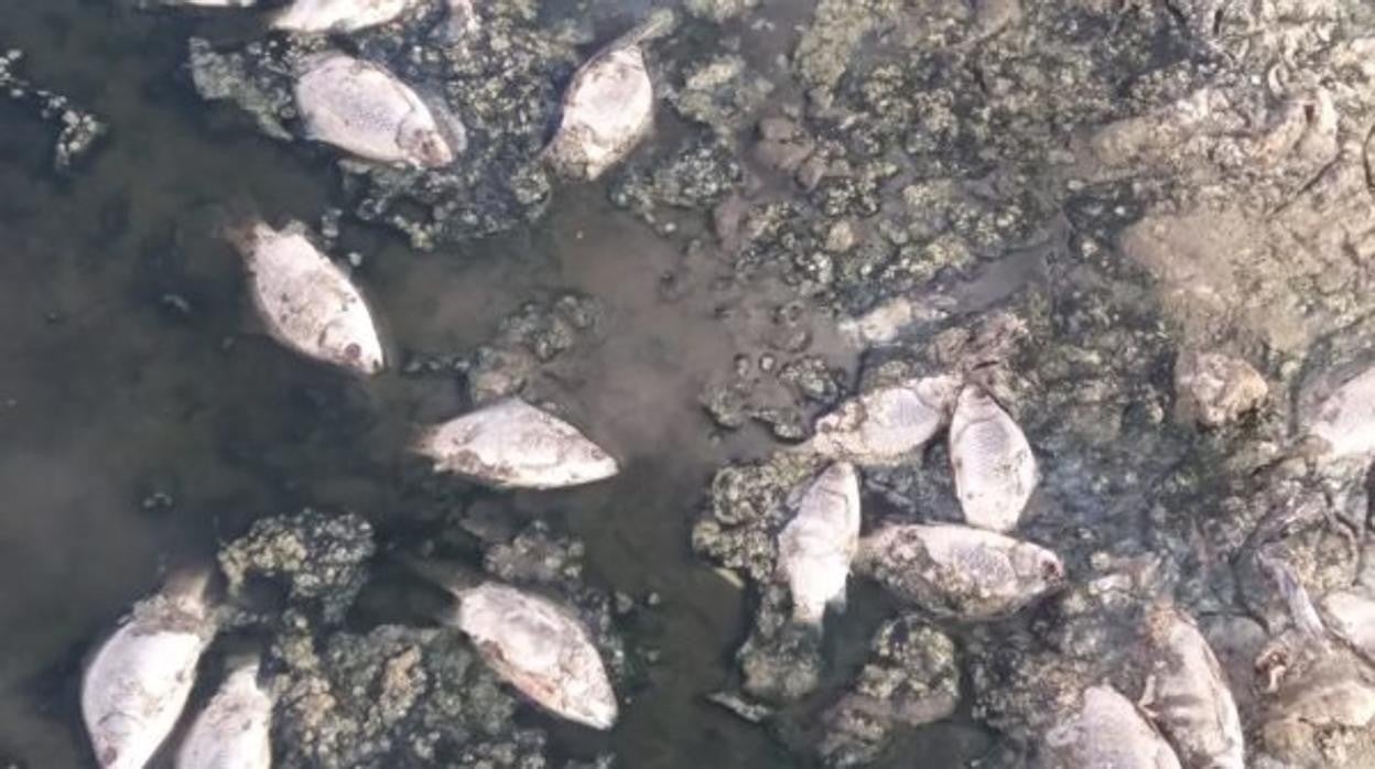 Apuntan a la falta de oxígeno en el agua del embalse de El Vicario como causa de la mortandad de peces