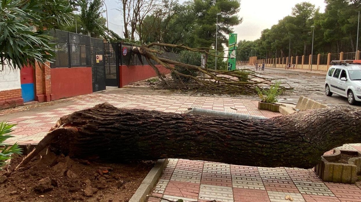 Numerosos árboles caídos en las calles de Alcázar de San Juan tras la tormenta