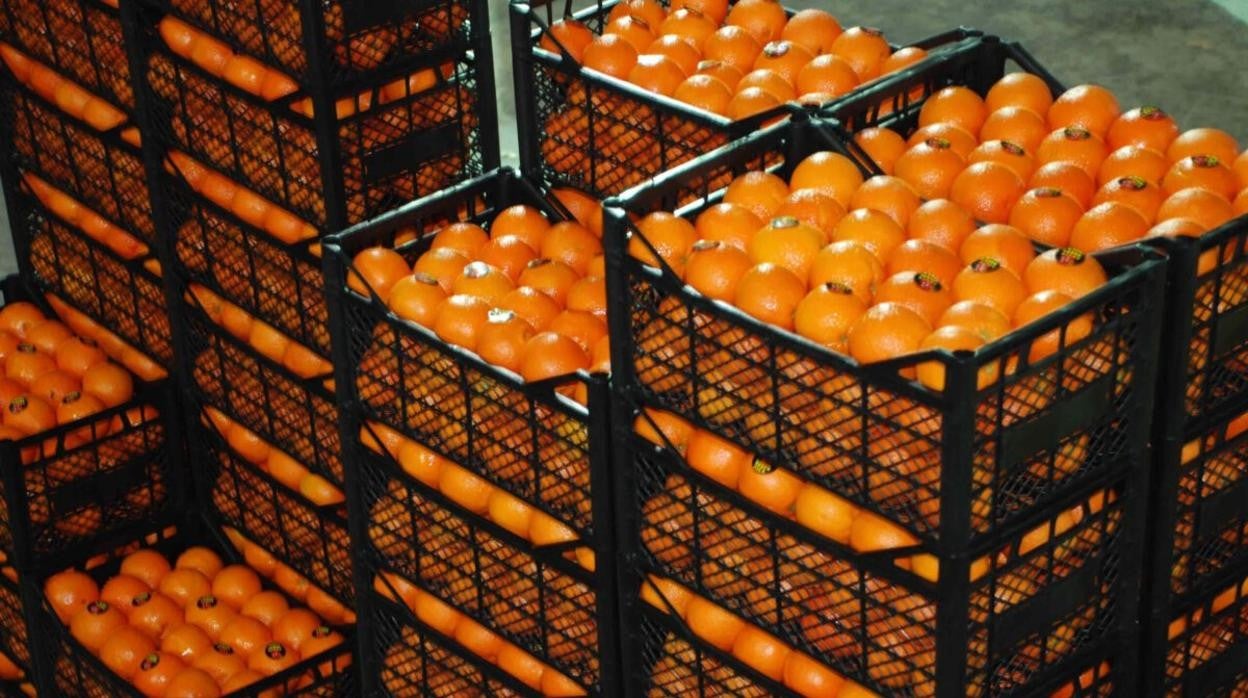 Un estudio revela 478 alertas de la UE por plaguicidas ilegales en frutas y hortalizas turcas en un año