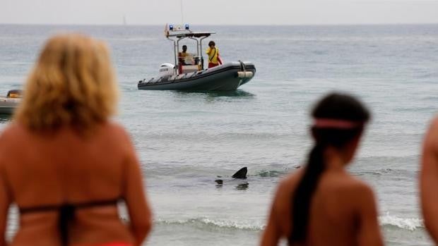 Encuentran el tiburón que llegó a la playa de Benidorm muerto tras recorrer 50 kilómetros de costa alicantina