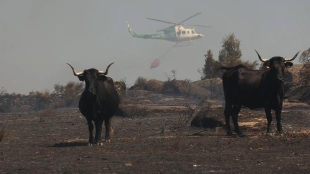 El incendio de San Felices de los Gallegos se mantiene activo en Nivel 1