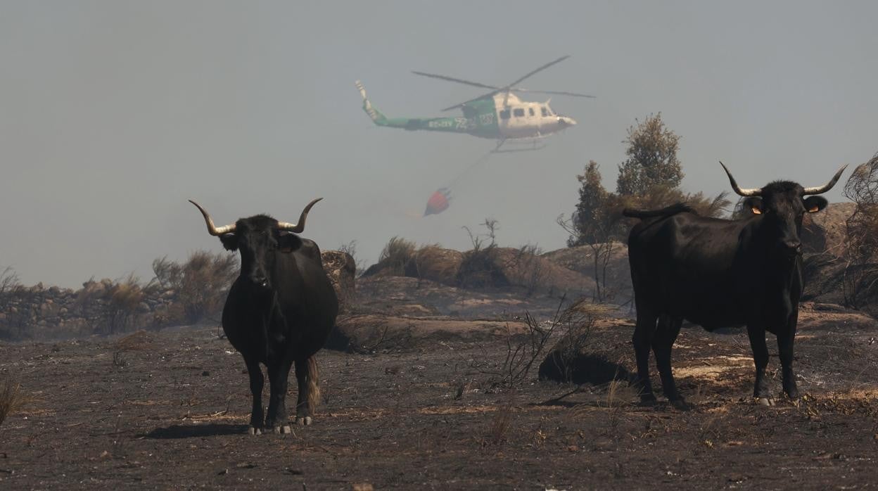 La Junta baja a nivel 0 y da por controlado el incendio forestal de San Felices de los Gallegos (Salamanca)