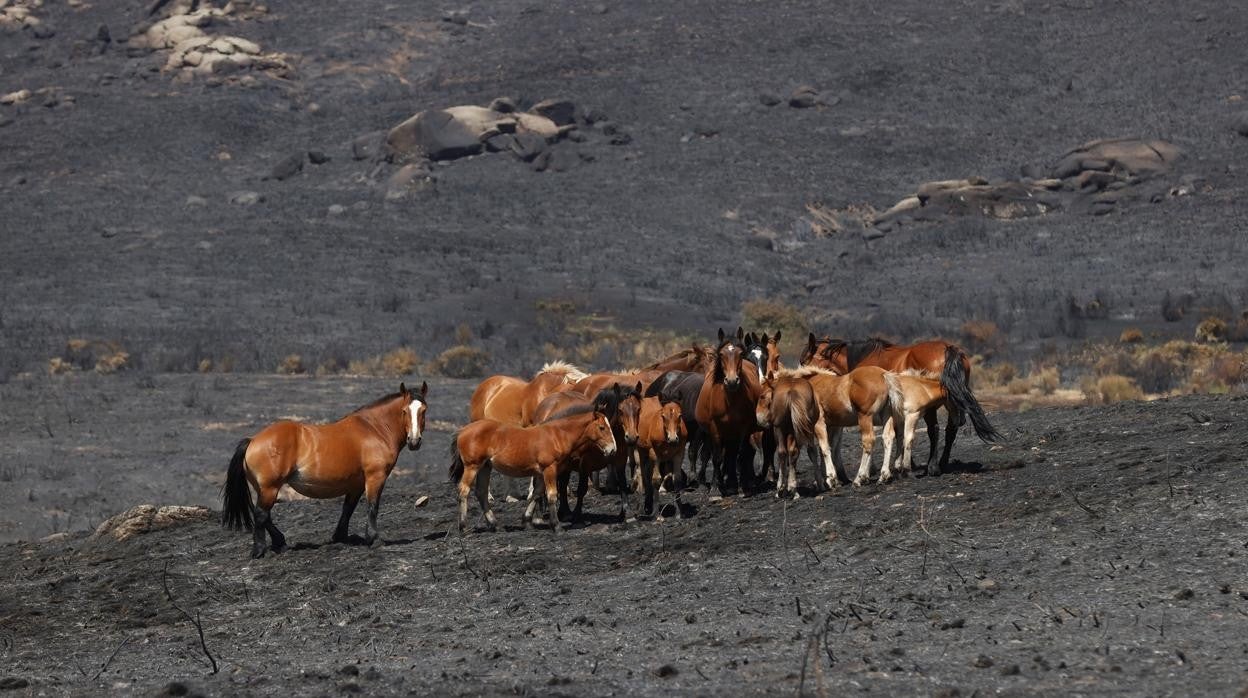 Animales en la superficie arrasada por el incendio originado en Navalacruz