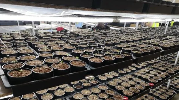 Requisadas 3.345 plantas de marihuana valoradas en unos 23.000 euros en el paraje protegido del embalse El Atazar