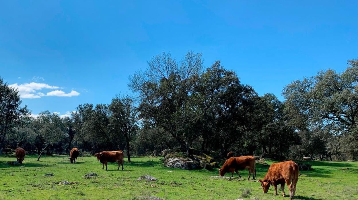 Castilla-La Mancha abona 57 millones para 13.300 expedientes de agricultores y ganaderos