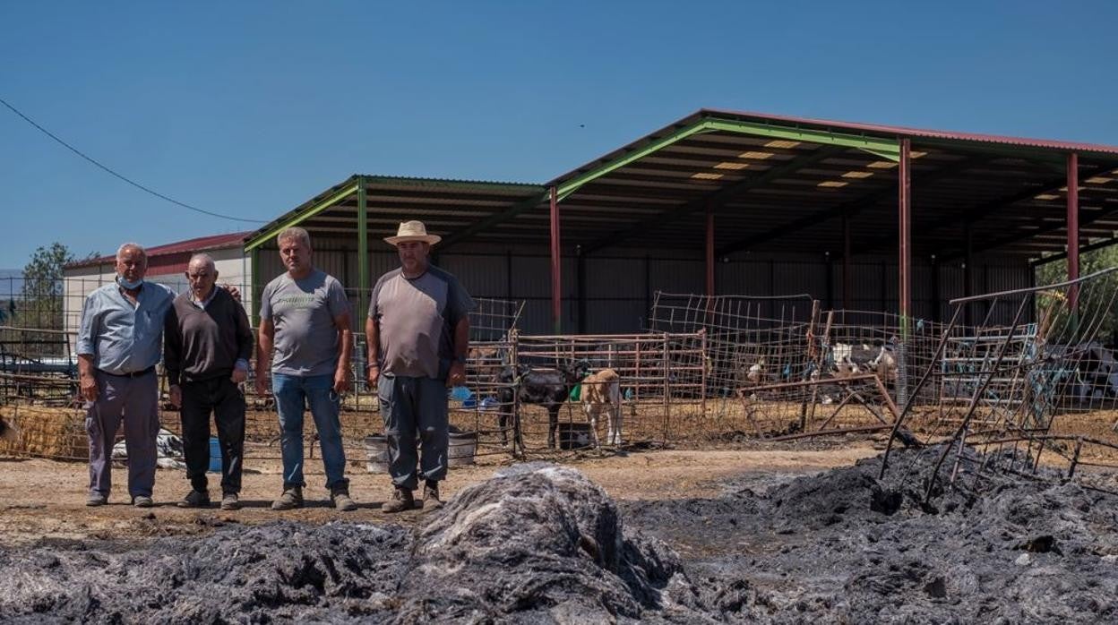 Los tres hermanos ganaderos Emilio, Víctor Manuel y Javier Torrubias, con su padre entre los dos primeros, las pacas quemadas y los terneros salvados