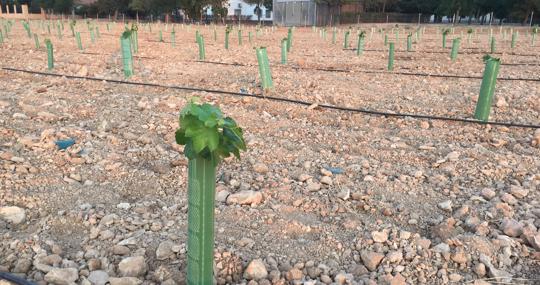 Imagen de una de las vides plantadas en la parcela del Ivicam