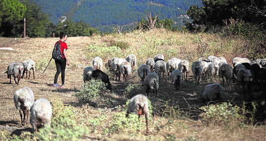 Carolina encabeza el rebaño, en una vía pecuaria de Guadarrama