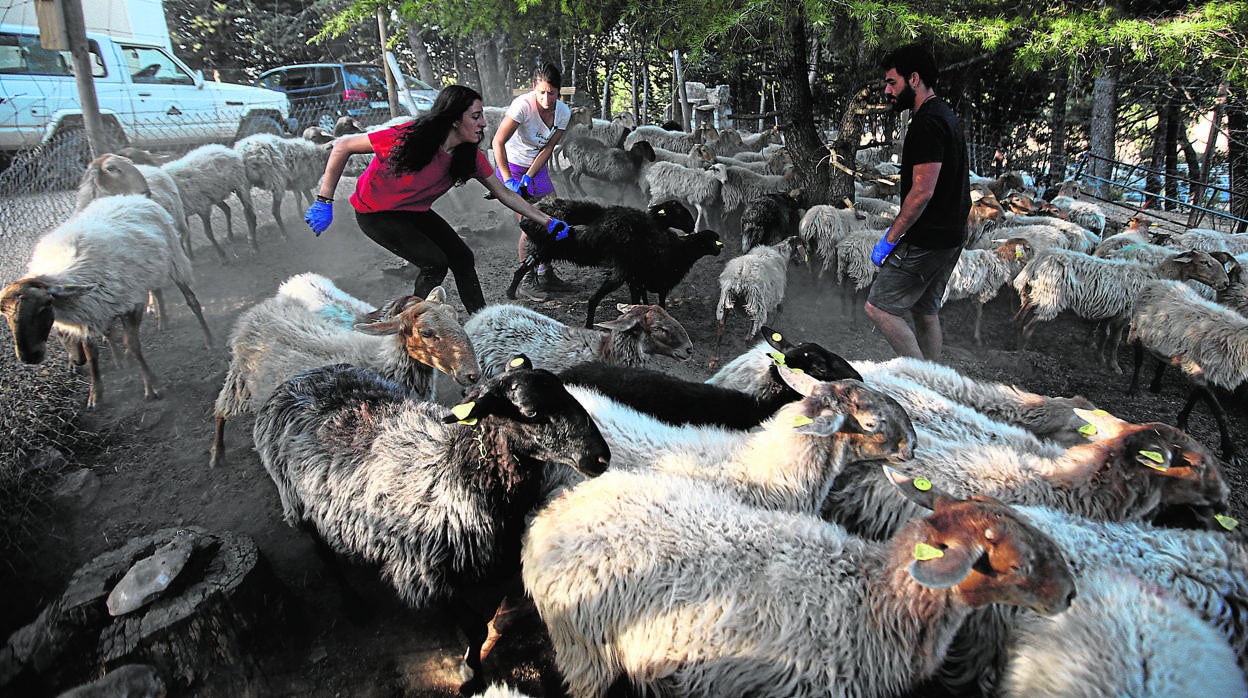 Carolina, Alexia y Jesús intentan atrapar una oveja