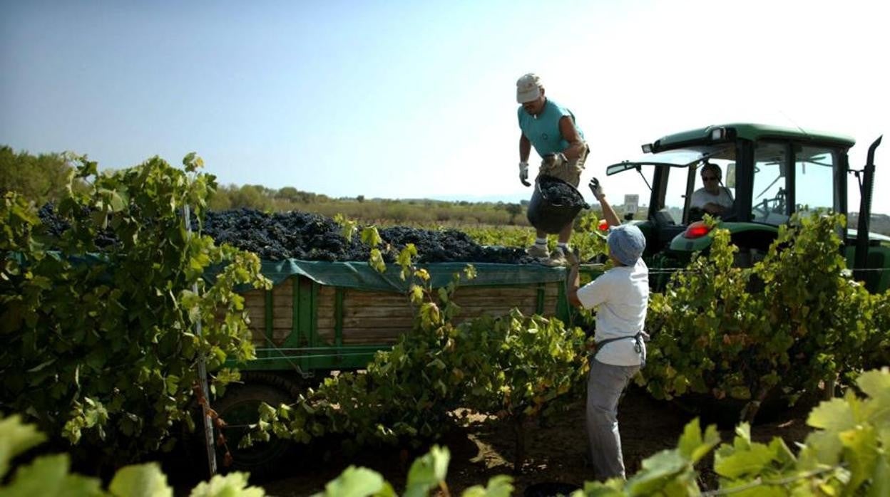 Agricultura y el sector del vino coinciden en que la vendimia bajará un 20% en Castilla-La Mancha