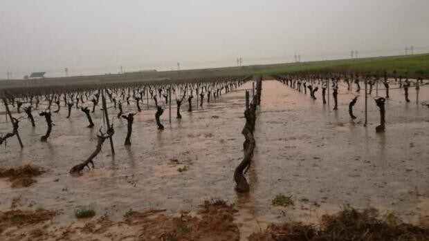 Asaja habla de «daños irreparables» en campos de Toledo, Albacete y Ciudad Real por las tormentas