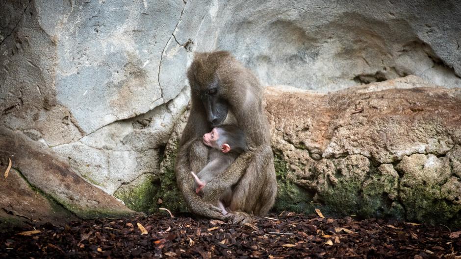 Nace en Bioparc Valencia un dril, uno de los primates más amenazados de África