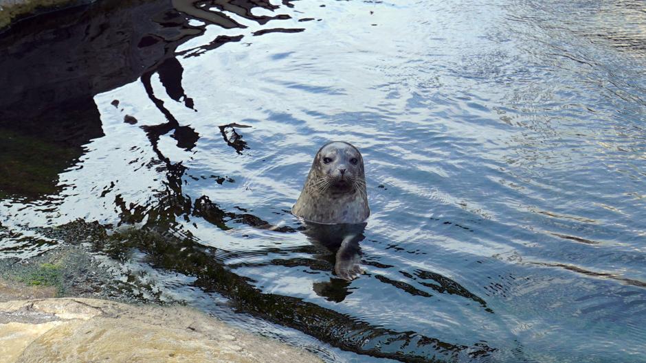 Nace la primera foca común del Oceanogràfic de Valencia en cuatro años