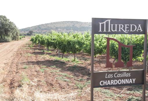 Bodegas Mureda arranca la vendimia en una añada de las que se recordarán