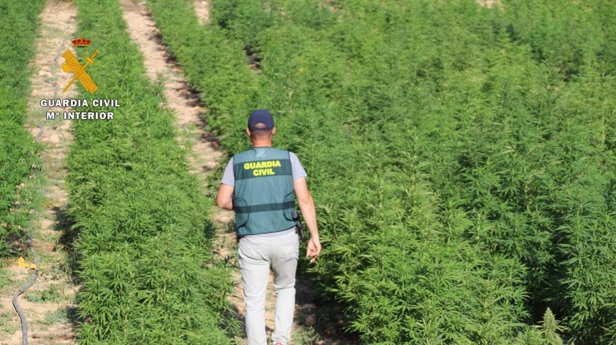 Un guardia civil revisa la plantación de marihuana desmantelada en Caspe, que ocupaba 4.600 metros caudrados