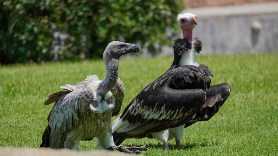 Bioparc Valencia urge a pasar a la acción para proteger a los buitres, el «equipo de limpieza» de la naturaleza