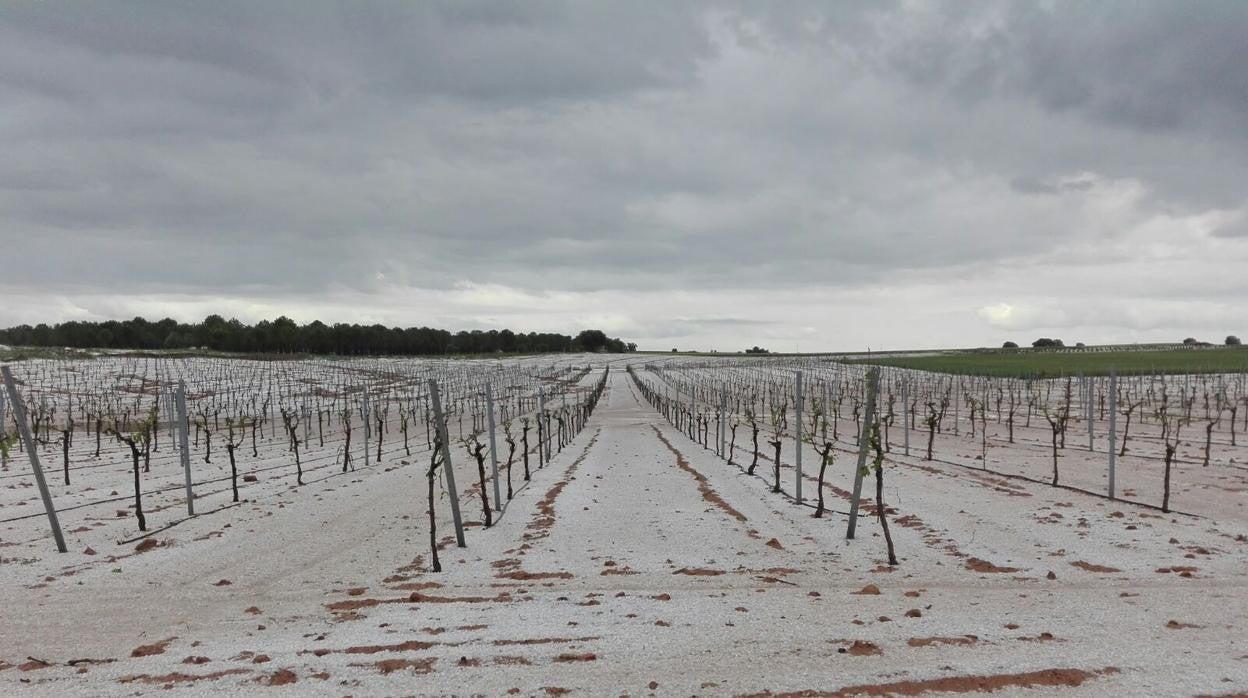 Hay 45.000 hectáreas de viñedo dañadas por la DANA en Castilla-La Mancha, 30.000 de ellas aseguradas