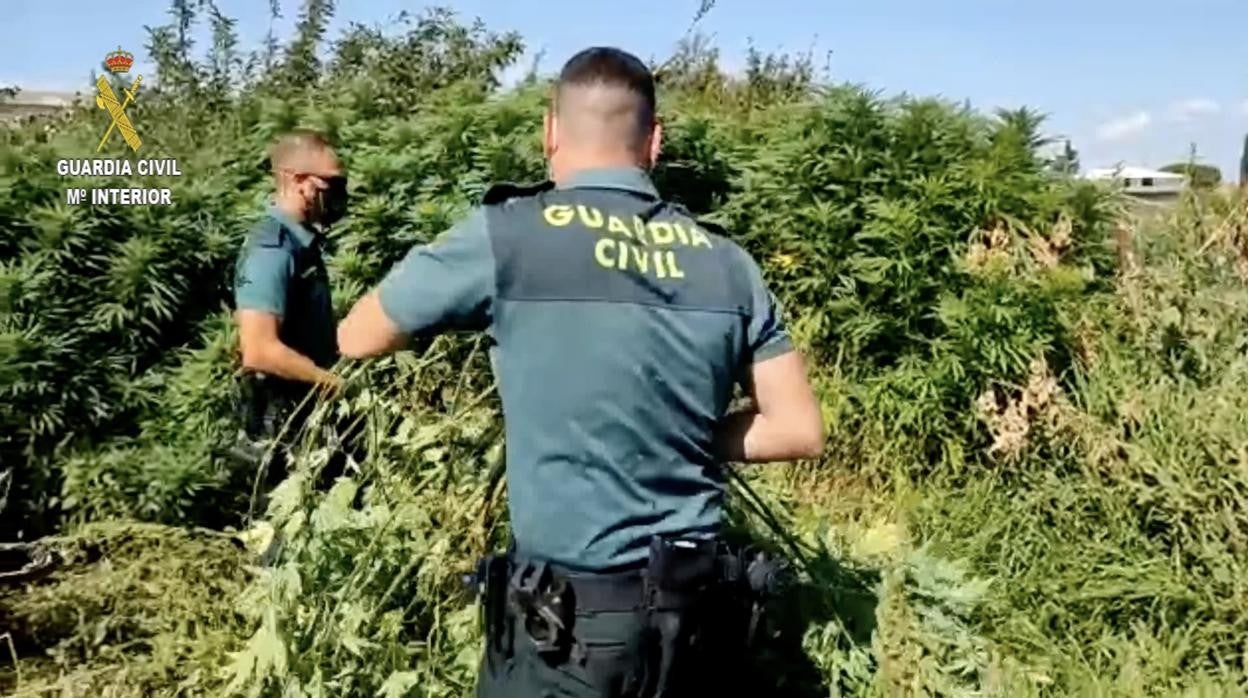 Agentes de la Guardia Civil en la plantación de marihuana desmantelada en la zona de Binéfar (Huesca)