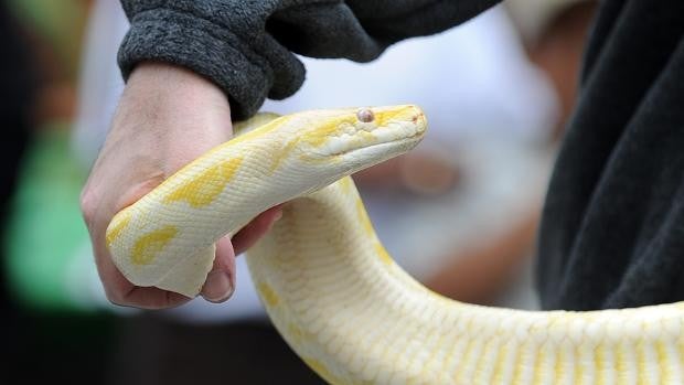 Buscan a una boa constrictor de más de dos metros tras escaparse del terrario de una casa de Palencia