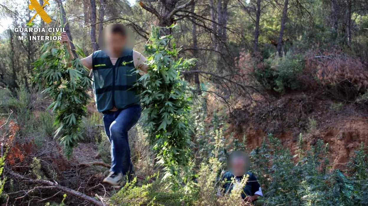 Un guardia civil durante el desmantelamiento de la plantación de cannabis en un pinar de Mequinenza