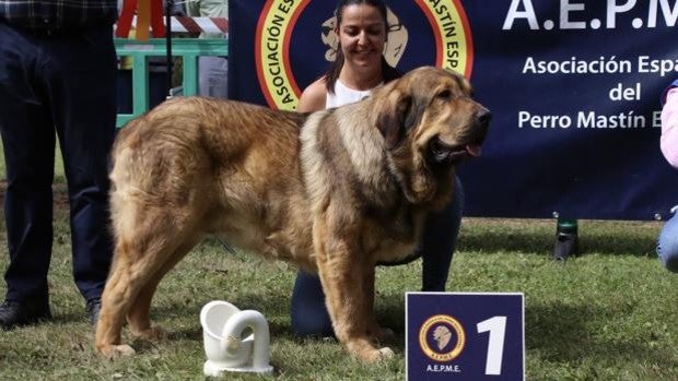 Kimba y Brugal se imponen en la XLI Exposición Nacional de Mastín Español en Gordoncillo