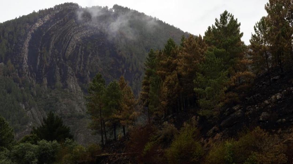 Terreno calcinado en Ribas do Sil