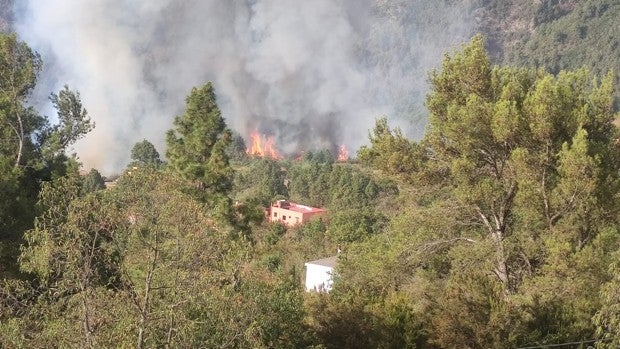 Susto en Pinolere (Tenerife) por incendio forestal: Con las llamas "a dos metros de casa"