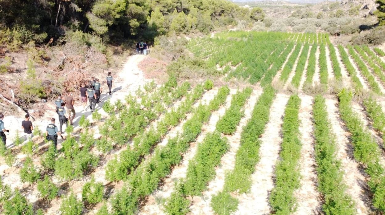 Una de las plantaciones de cannabis desmanteladas recientemente en Aragón por las fuerzas de seguridad